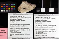 Foto (Objket + Etiketten) von Culmenformosa glaessneri (Robins, Feldmann & Schweitzer, 2013) 